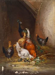 Hühner und ein Pfau